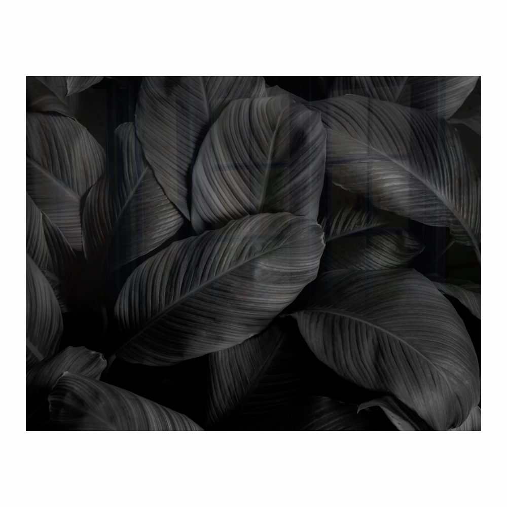 Decorative Glass Wall Tile (898 X 700 X 6mm) Feathers